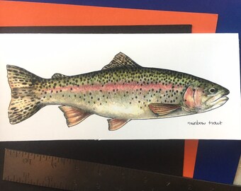 Trout Cards, gift set of 6 blank cards, rainbow, brook, brown, golden and cutthroat trout, steelhead, original illustration by Rosie Ferne