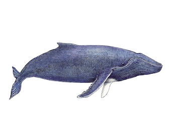 Whale Prints- Original Artwork Rosie Ferne Illustration blue humpback orca narwhal sperm beluga right whale illustrations