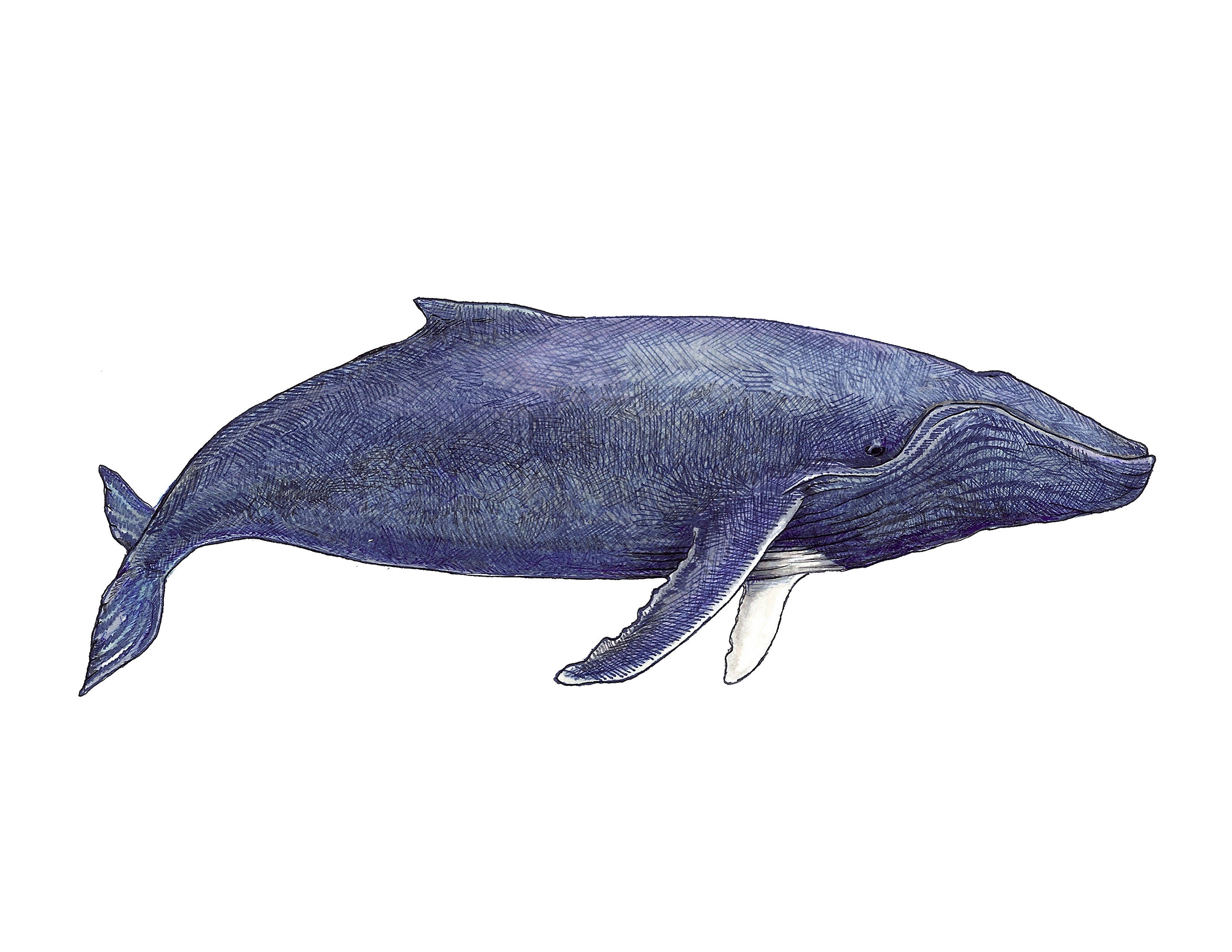 Whale Prints- Original Artwork Rosie Ferne Illustration Blue
