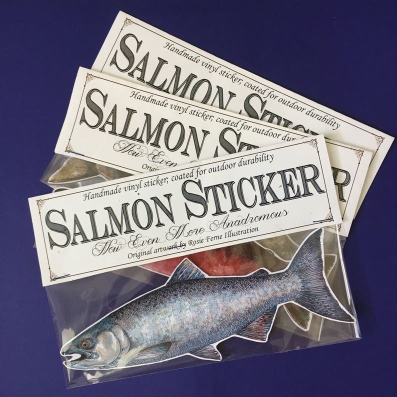 Vinyl salmon sticker with original illustration by Rosie Ferne, fishing Pacific northwest flyfishing gift nature lover image 1