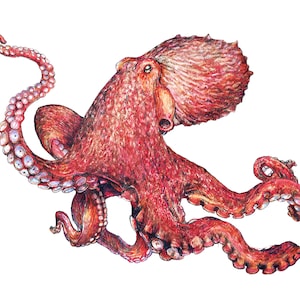 Octopus Art Print, original pacific giant octopus pacific northwest marine biology drawing by Rosie Ferne Illustration
