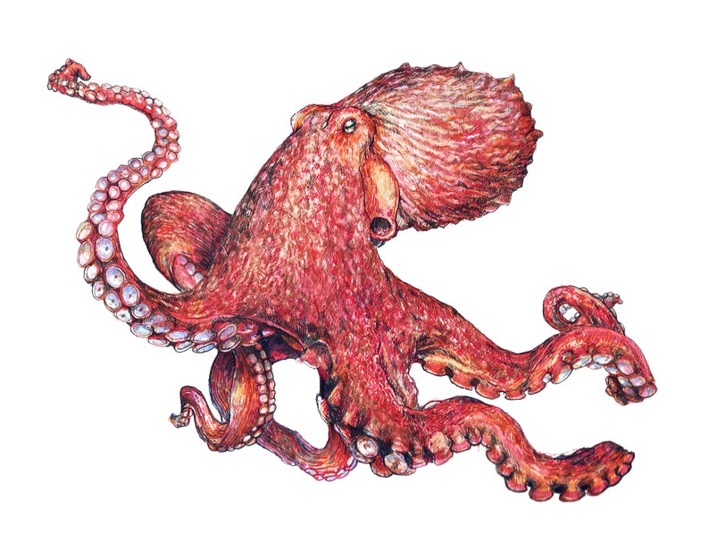 Octopus Art Print, original pacific giant octopus pacific northwest marine biology drawing by Rosie Ferne Illustration image 1