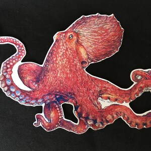 May include: A red octopus with blue and white markings on its tentacles. The octopus is drawn in a realistic style and has a detailed texture.