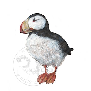 Puffin Art Print, signed print of horned puffin watercolor gouache illustration by Rosie Ferne Edholm, cute puffin gift, alaska artwork