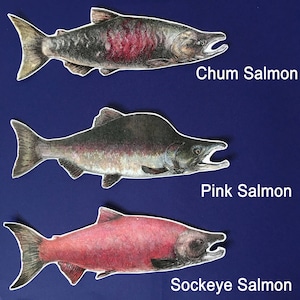 Vinyl salmon sticker with original illustration by Rosie Ferne, fishing Pacific northwest flyfishing gift nature lover image 4