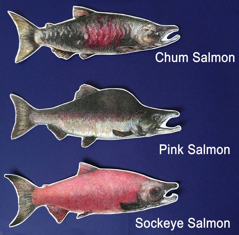 Vinyl salmon sticker with original illustration by Rosie Ferne, fishing Pacific northwest flyfishing gift nature lover image 4