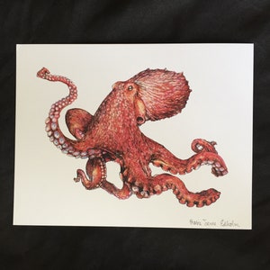 Octopus Art Print, original pacific giant octopus pacific northwest marine biology drawing by Rosie Ferne Illustration image 2