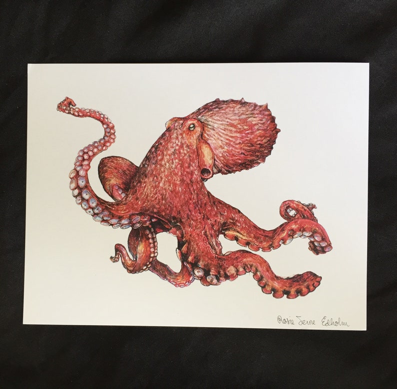 Octopus Art Print, original pacific giant octopus pacific northwest marine biology drawing by Rosie Ferne Illustration image 2