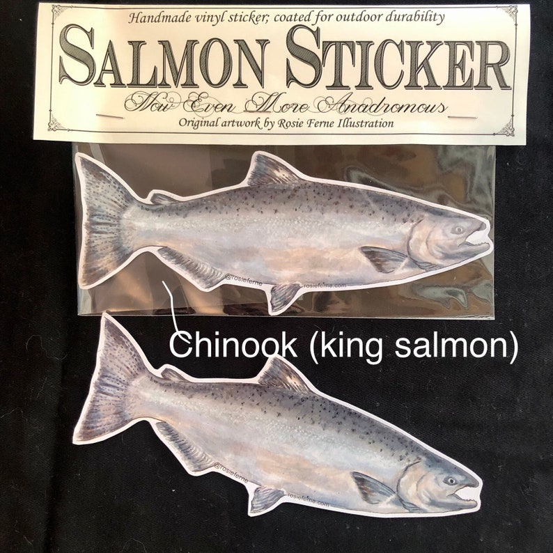 Vinyl salmon sticker with original illustration by Rosie Ferne, fishing Pacific northwest flyfishing gift nature lover image 2