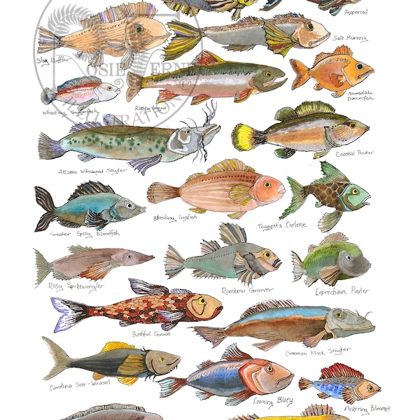 Fish Field Guide Wall Art - Etsy