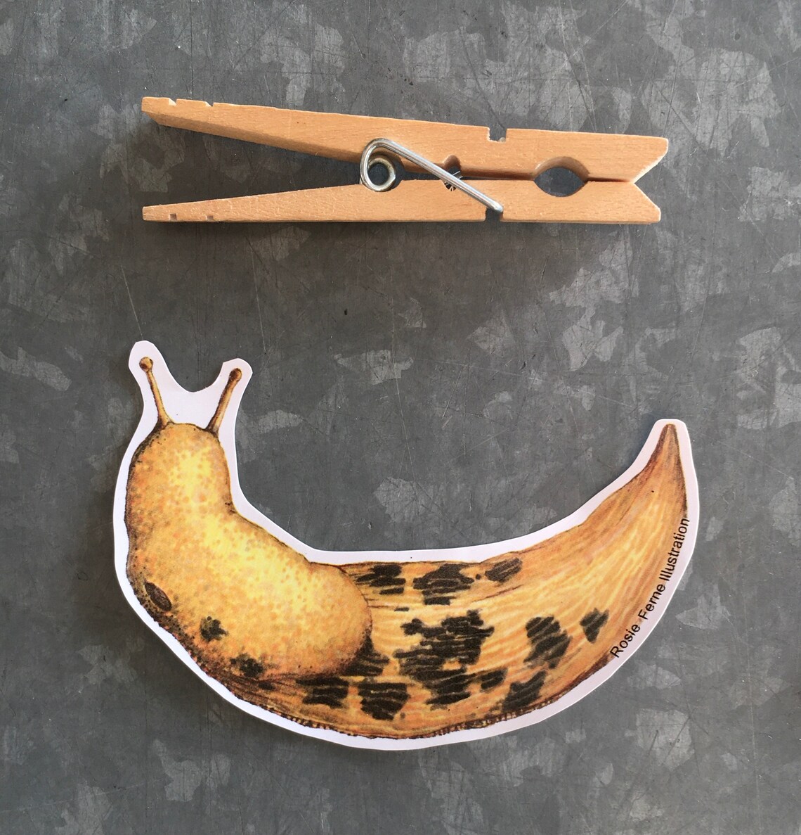 Download Banana slug and Leopard slug sticker pack 2 vinyl stickers ...