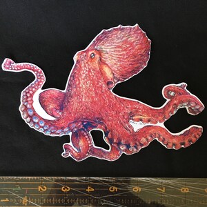 Octopus sticker- vinyl sticker, pacific giant octopus, handmade original artwork vinyl sticker image 3
