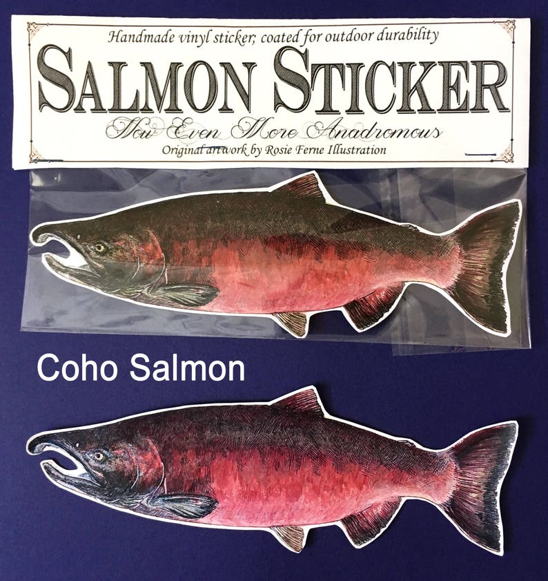 Vinyl salmon sticker with original illustration by Rosie Ferne, fishing Pacific northwest flyfishing gift nature lover image 3