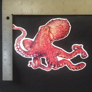 Octopus Art Print, original pacific giant octopus pacific northwest marine biology drawing by Rosie Ferne Illustration image 4
