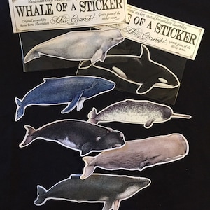 Whale Sticker- giant 7&quot; vinyl sticker with original whale illustration