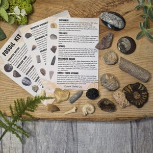 Fossil gift set whole raw 5, 10, 15 or 20 genuine fossils