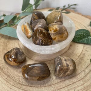 Petrified wood tumbled stones 20mm