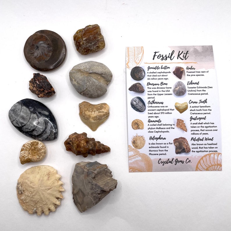 Fossil gift set whole raw 5, 10, 15 or 20 genuine fossils Set of 10