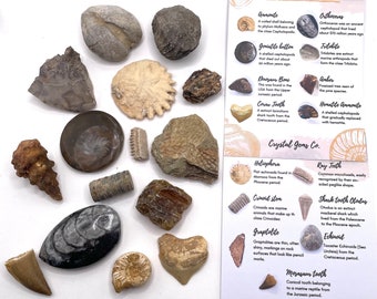 Coffret de fossiles entiers bruts 5, 10, 15 ou 20 fossiles authentiques
