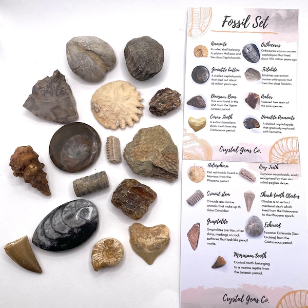 Fossil gift set whole raw 5, 10, 15 or 20 genuine fossils