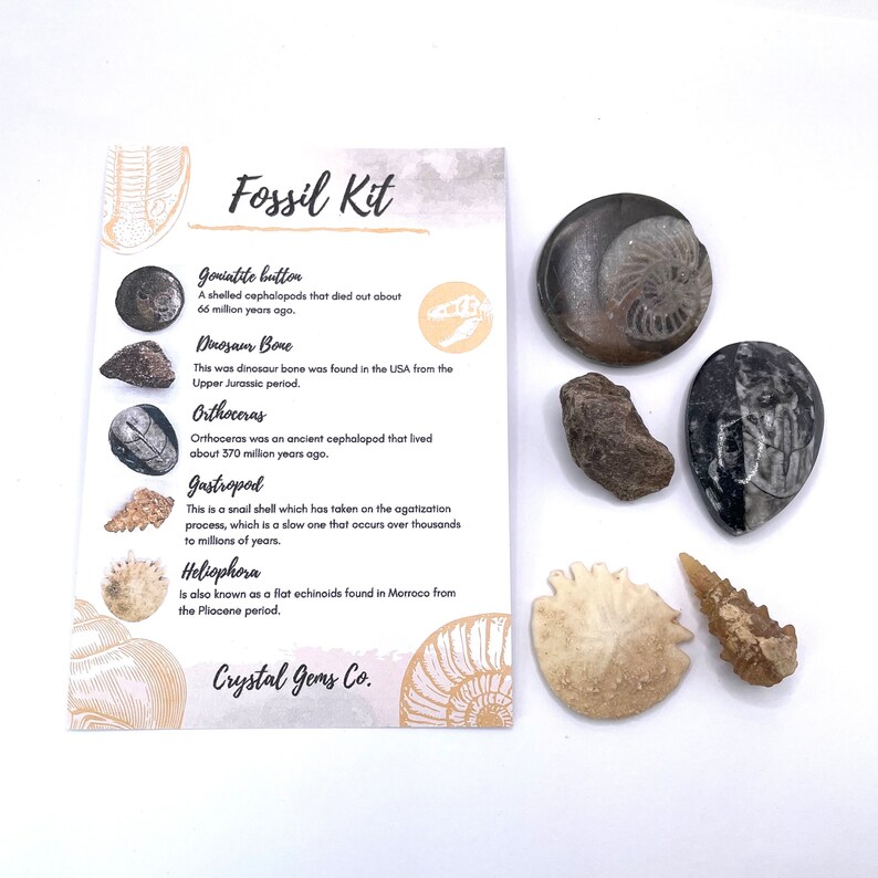Fossil gift set whole raw 5, 10, 15 or 20 genuine fossils Set of 5