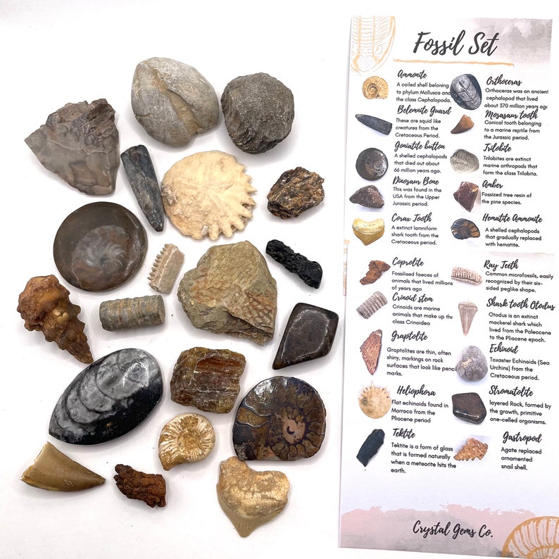 Fossil gift set whole raw 5, 10, 15 or 20 genuine fossils image 5