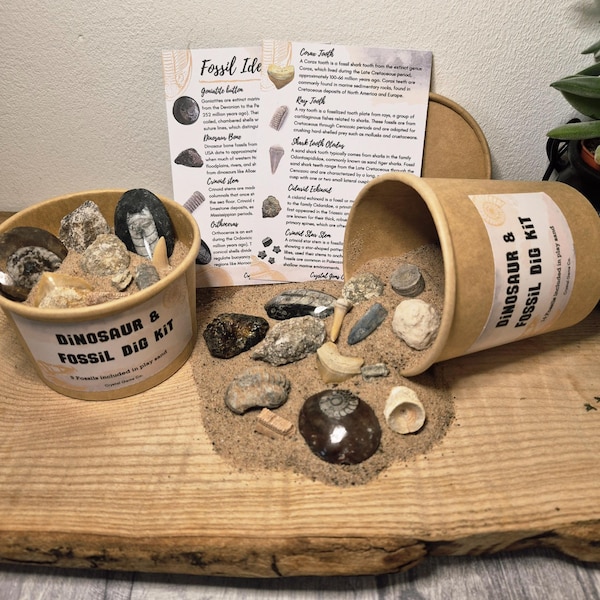 Dinosaur & Fossil Dig Kit: 9 or 14 Genuine Fossils in Play Sand