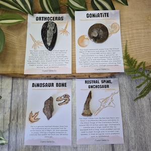 May include: Four cards with fossils: Orthoceras, Goniatite, Dinosaur Bone, and Rostral Spine, Onchosaur. Each card has a fossil specimen and descriptive text. The Orthoceras fossil is black and white. The Dinosaur Bone is brown. The Rostral Spine is tan.