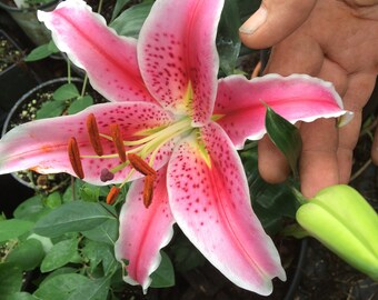 stargazer lily etsy