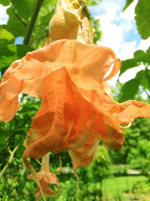 Brugmansia Orange Herrenhauser Garten Angel Trumpet Quart Etsy