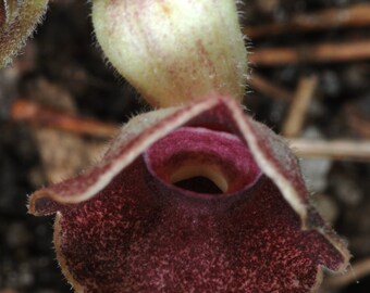 Erba Natale Indiana Pipa Olandese Aristolochia Tagala 10 Semi - Foto 8