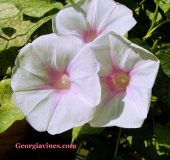 Jamie Lynn Ipomoea Purpurea Morning Glory 10 Seeds