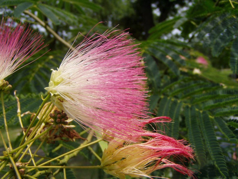 julibrissin Pink Mimosa Tree Plant or Seeds FREE Etsy