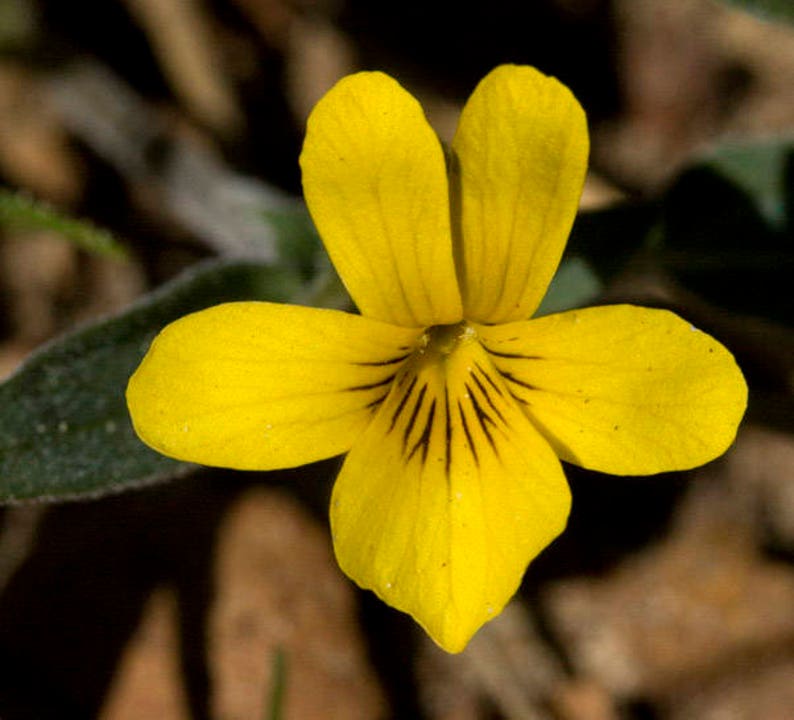 Viola Bakeri Bakers Violet Yellow Prairie Violet 7 Seeds Free Etsy