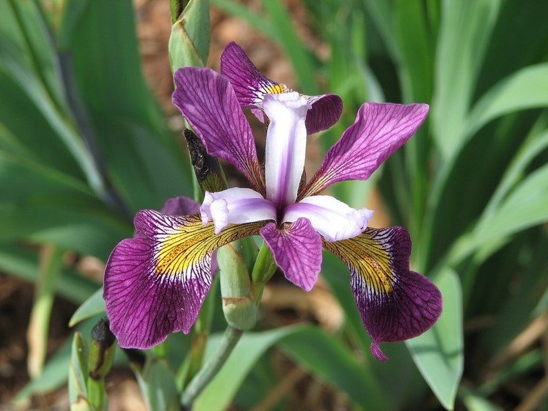 Ирис Iris versicolor