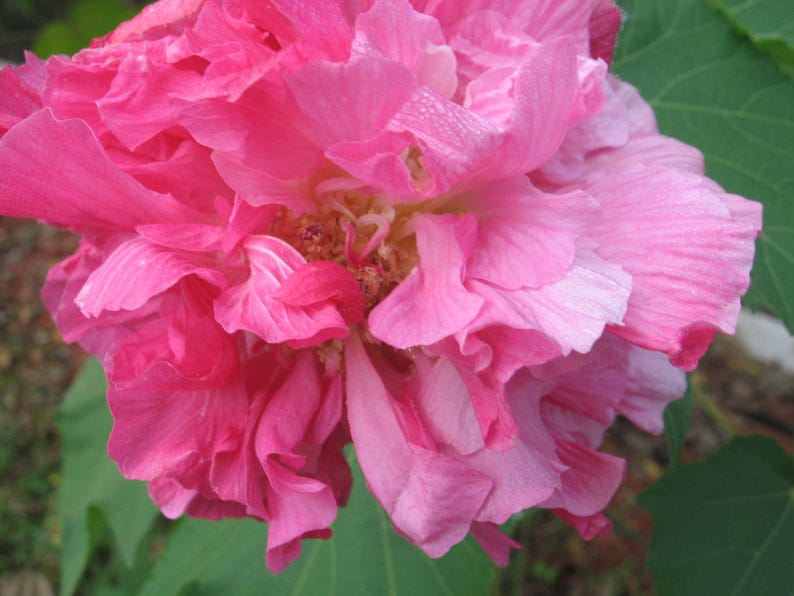 Hibiscus mutabilis Cotton Rose double Plant or Seeds FREE SHIPPING