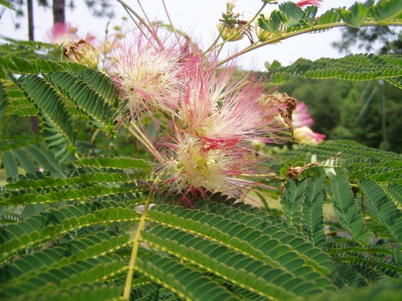 Albizzia Julibrissin Rose Mimosa Arbre Plante Ou Graines Livraison Gratuite