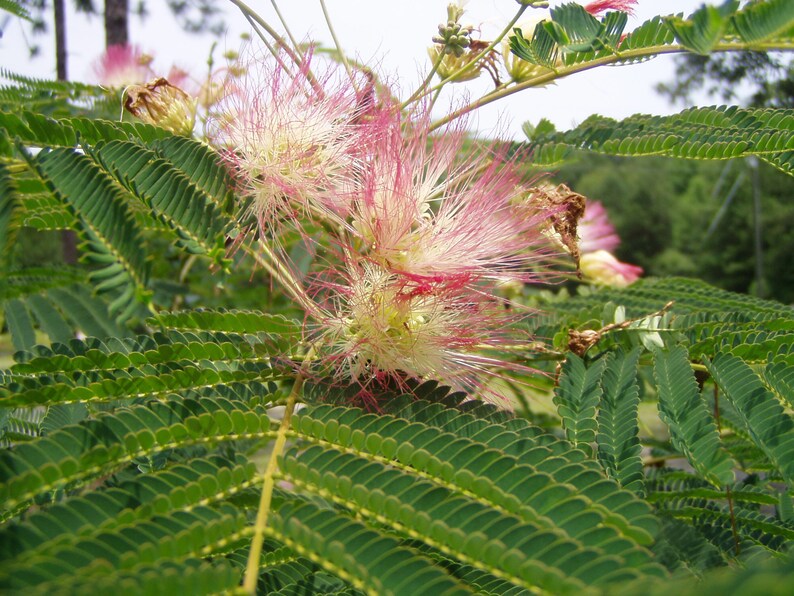 julibrissin Pink Mimosa Tree Plant or Seeds FREE Etsy