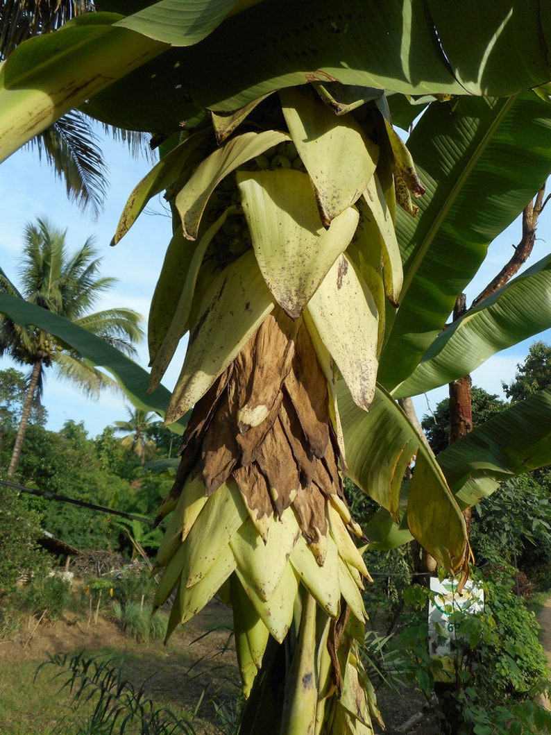 Premier Housewares Banana Tree 17 x 14 x 30 cm Wood Natural