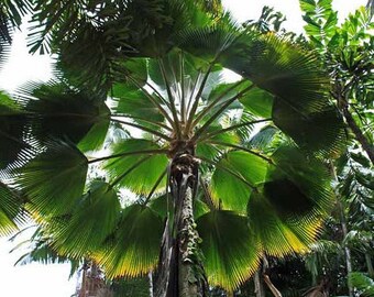 Pritchardia-pacifica-Fiji-fan-Palm-10-seeds