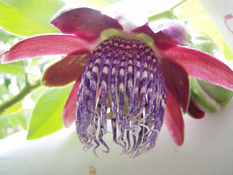 Passiflora Quadrangularis Giant Tumbo 10 Seeds Free Shipping Etsy