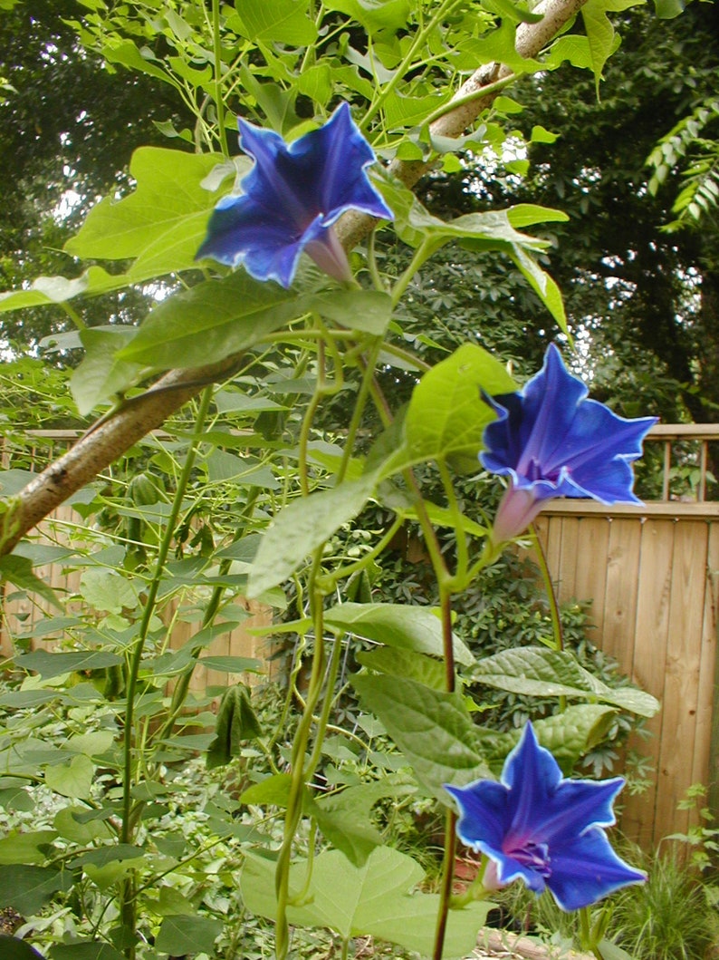 Morning Glory Ipomoea Blue Picotee 10 seeds FREE SHIPPING ...