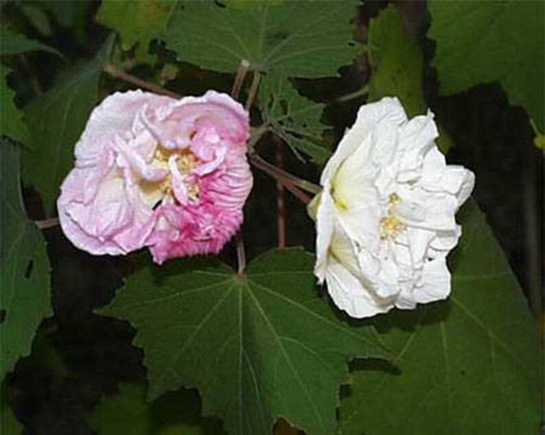 Hibiscus mutabilis Cotton Rose double Plant or Seeds FREE SHIPPING