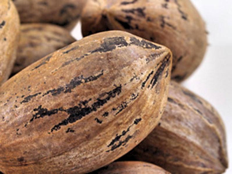 Pecan Stuart Nut tree Most sought after variety 10 seeds FREE Etsy