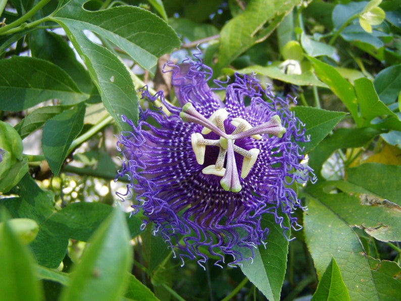 Ferns Grasses Bamboo Home Living Passiflora Blue Velvet Pint Plant Free Shipping