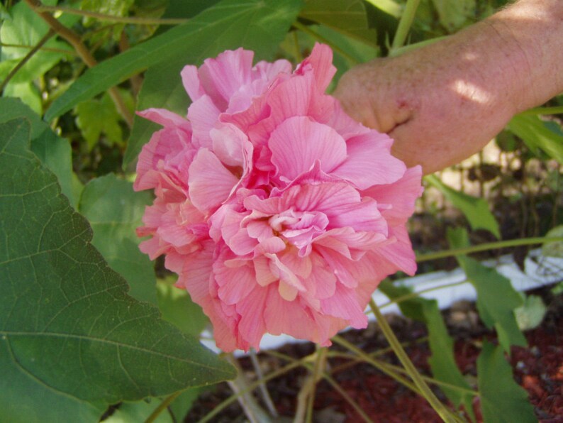 Hibiscus mutabilis Cotton Rose double Plant or Seeds FREE SHIPPING
