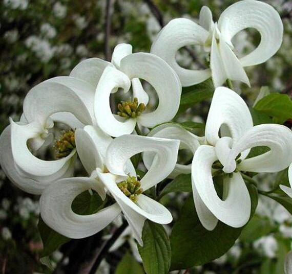 Cornus florida sbsp. urbiniana Magic Dogwood 3 semi spedizione | Etsy