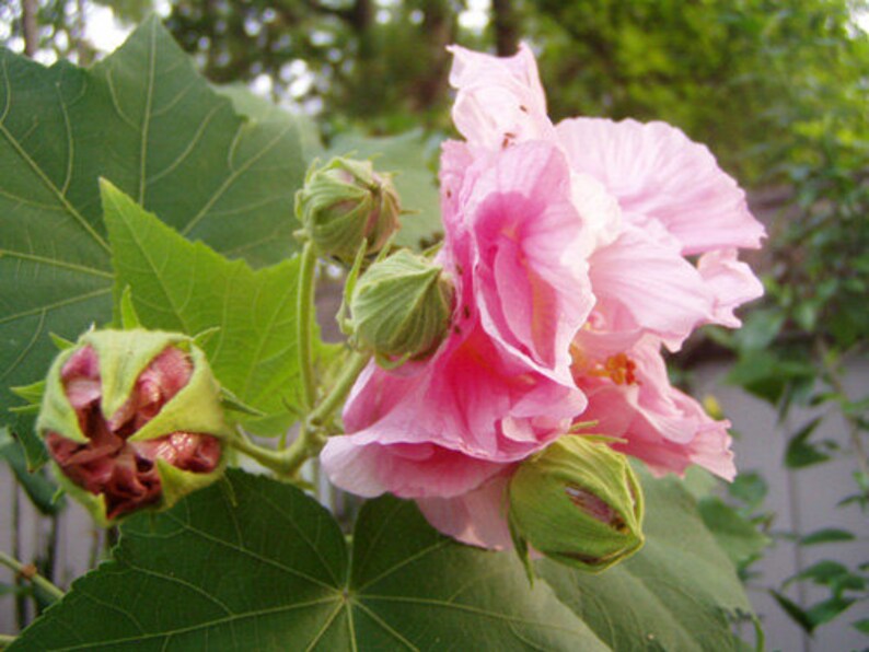 Hibiscus mutabilis Cotton Rose double Plant or Seeds FREE SHIPPING