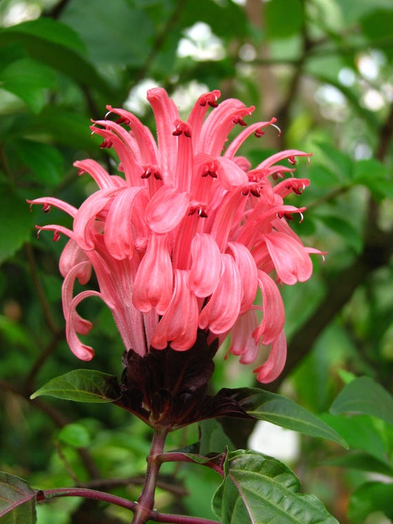 Justicia carnea Brazilian Plume Flamingo Flower 2 Starter Plants FREE SHIPPING