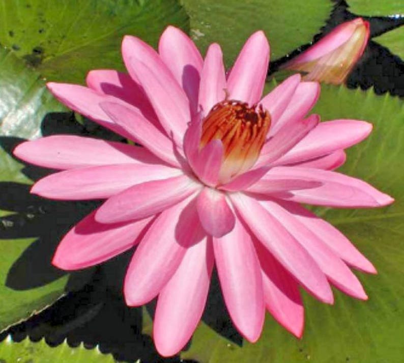 Nymphaea capensis Night Blooming Pink Lotus 8 seeds FREE SHIPPING